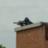 SniperFromRoof