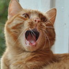 ������ ������������ fatredcat