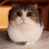 ������ ������������ Makcimyc