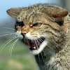������ ������������ WoodCat