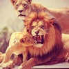 simbaand