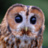 TawnyOwl