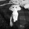 ������ ������������ FeaRJake