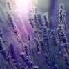 Аватар пользователя lavender64