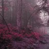 ������ ������������ Forestroad