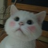 Аватар пользователя Pnevmopix