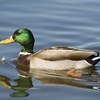 ������ ������������ NinjaDuck