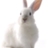 4lowWhiteRabbit