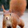 ������ ������������ RedSquirrel