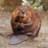 KindlyBeaver
