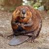 ������ ������������ KindlyBeaver