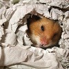 Аватар пользователя LazyHamster