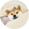   DogeInTheBed