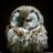 evilowl