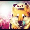 ������ ������������ foxwild