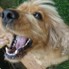 Frengie