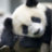 panda345