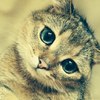 ������ ������������ DjHomayk