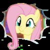   Fluttershy666