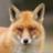 Foxitan