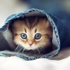 Аватар пользователя kitten2801