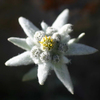 ������ ������������ iEdelweiss