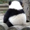 ������ ������������ Pandatery
