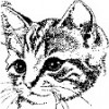 Pikabu profile picture for @pager