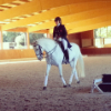 ������ ������������ DressageRider