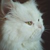 ������ ������������ whitecatowsky