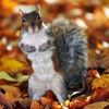 ������ ������������ HEL1