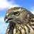 MidnightFalcon