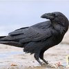 ������ ������������ MrRaven