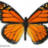 TheMonarch
