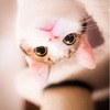 ������ ������������ Pakidze42