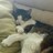catystar