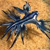 ������ ������������ Glaucusatlant