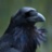 CorvusCorax