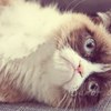 ������ ������������ dimonmayak