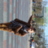 dronfreddy