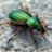 CarabuS