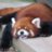 FatRedPanda