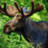 HornedMoose