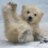 PolarBearXXL