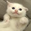 ������ ������������ Furrycat1