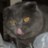 MartinCat