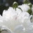 olired