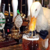 ������ ������������ DrunkenDuck