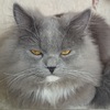 pegyi
