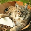 ������ ������������ lynxmay